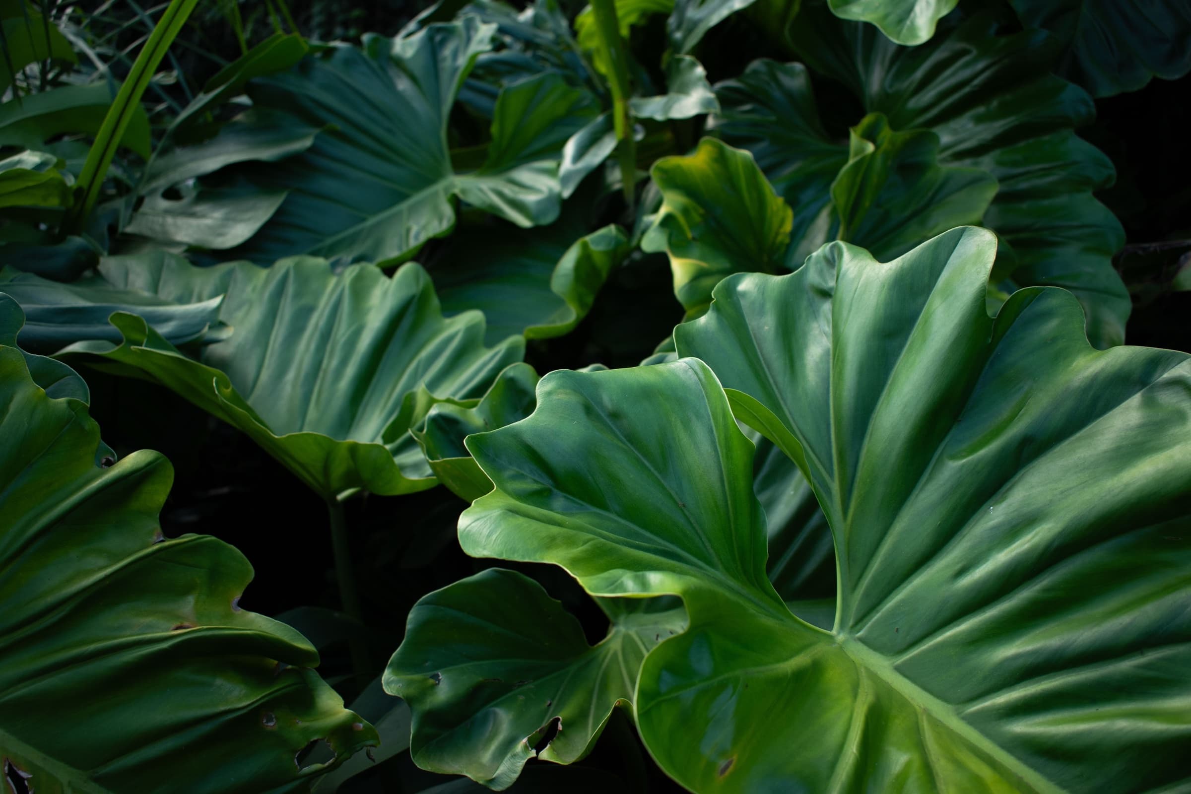 Close-up of lush green tropical foliage